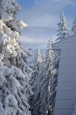 a row of snow covered trees next to a house at Vila Plan centar Kopaonik in Kopaonik