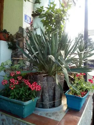two potted plants sitting on a ledge with flowers at Malgo in Vrnjačka Banja