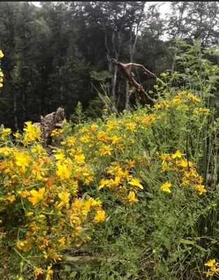 a field of yellow flowers in front of a forest at Weekendica in Kopaonik