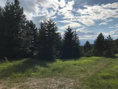 a dirt road in a field with trees at Weekendica in Kopaonik