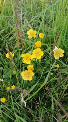 a group of yellow flowers in the grass at Milmari P39 Kopaonik in Kopaonik
