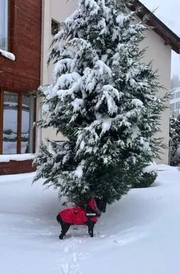 a snow covered christmas tree in front of a house at Milmari P39 Kopaonik in Kopaonik