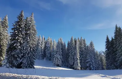 a snow covered forest of trees with snow covered branches at Nana S44 Milmari Spa&Wellness in Kopaonik