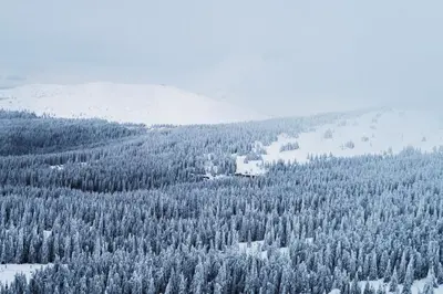 a mountain covered in snow with a bunch of trees at Kostovac Boutique Homes - Loft in Kopaonik