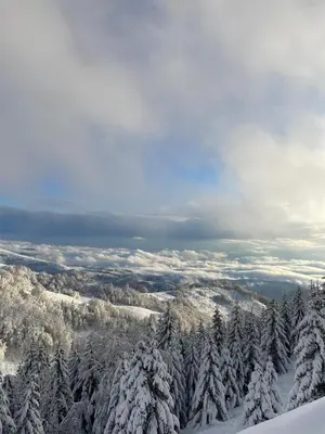 a view of a snowy forest with snow covered trees at Sunčani Breg apartman 10 in Kopaonik