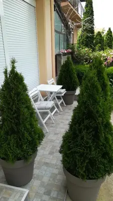 a patio with a table and chairs and trees at M4U Apartments in Niš