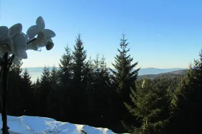 a view of a mountain with snow and trees at JOPA Suncani breg in Kopaonik