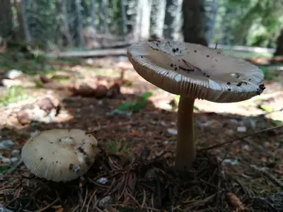 two mushrooms sitting on the ground in the woods at Vila Irina - Studio 15 lux in Kopaonik