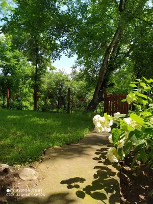a path in a park with white flowers at Apartmani Smiljanic Sokobanja in Soko Banja
