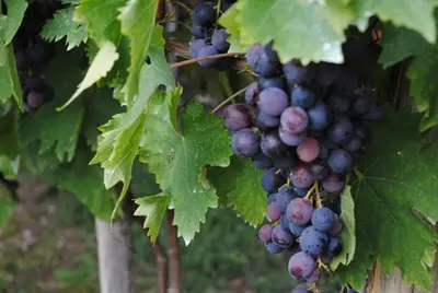 a bunch of purple grapes hanging from a tree at Vila Happy Story in Knjazevac.
