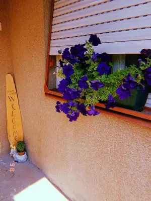a window with a pot of purple flowers on it at Vila Happy Story in Knjazevac.