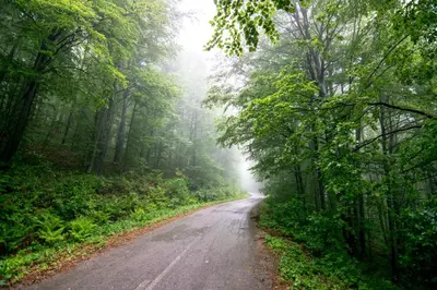 an empty road in the middle of a misty forest at Kedar selo Goč in Goč