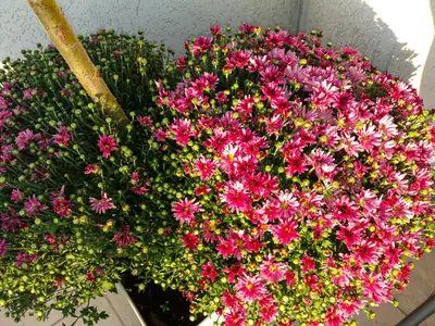 a bunch of pink flowers in a pot at Apartman Japanski vrt, Centar in Vrnjačka Banja