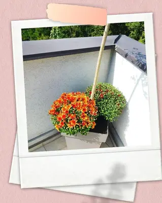 a pot of flowers sitting on a window sill at Apartman Japanski vrt, Centar in Vrnjačka Banja