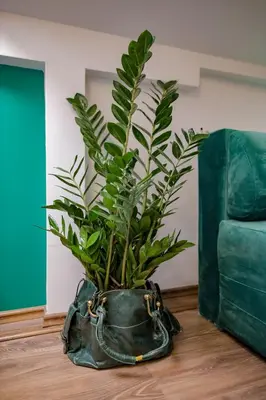 a plant in a purse sitting on the floor at Different Apartments in Niš