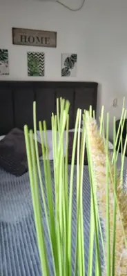 a green plant in front of a bed at Studio Milica in Vrnjačka Banja