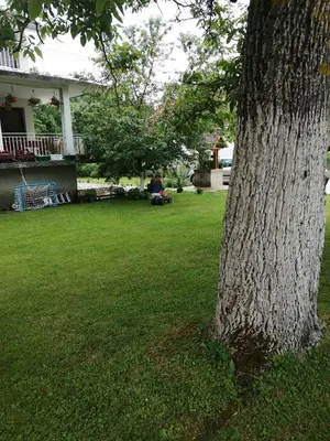 a tree sitting in the grass next to a house at Domaćinstvo Trifunović in Pretrešnja