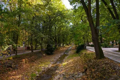 a tree lined street in a park with leaves on the ground at Studio Simonovic in Vrnjačka Banja