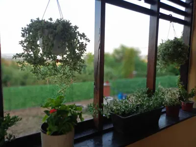 a group of potted plants sitting on a window sill at Dedinje in Jagodina