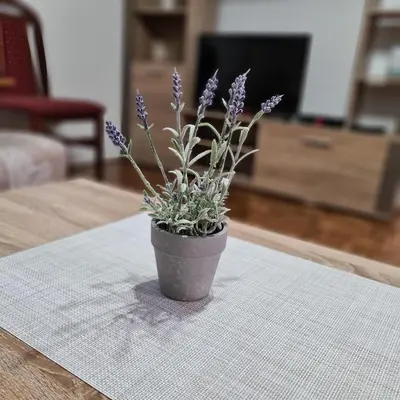 a purple plant in a pot on a table at Apartmani Sunčev breg Vlasinsko jezero in Surdulica