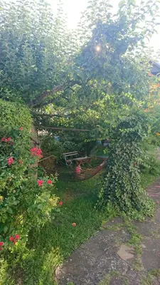 a garden with pink flowers and a tree at Garičkina kuća in Pirot