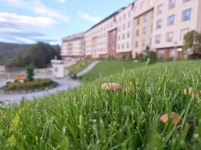 a group of mushrooms in the grass in front of a building at Vistanova Milmari S33 in Kopaonik