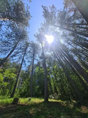 a group of trees with the sun shining through them at Green door 2 in Vrnjačka Banja