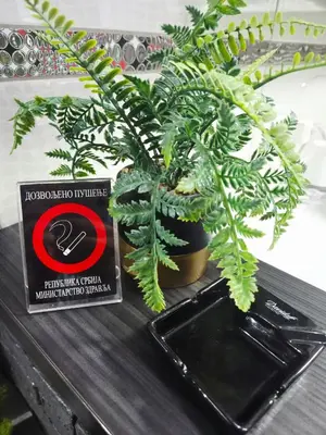 a green plant in a pot on a table at Savić Apartment CENTER - PARKING FREE in Niš