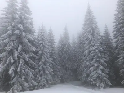 a group of snow covered trees in a forest at Mecava Apartmani in Kopaonik