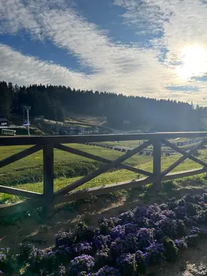 a wooden bridge over a field with purple flowers at Mecava Apartmani in Kopaonik