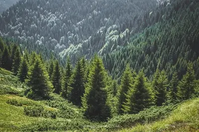 a view of a forest of trees on a hill at Milmari MM L24 in Kopaonik