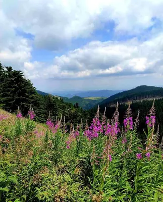 Gallery image of Apartman NERA - u Kraljevim čardacima Kopaonik in Kopaonik