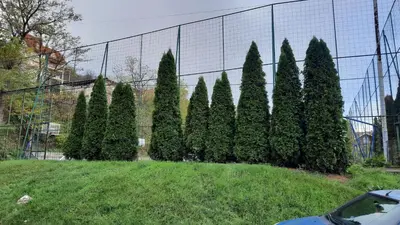 a line of trees in front of a fence at Apartman Pogled Sokobanja in Soko Banja