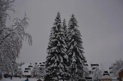 a snow covered christmas tree in front of a building at Apartman SREBRNA PAHULjA-Konaci in Kopaonik