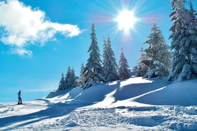 a person skiing down a snow covered slope with trees at Vila Jelena - BUNGALOV in Crni Vrh
