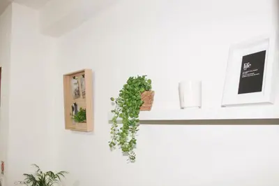 a white wall with a shelf with a plant on it at Apartment Atria in Vrnjačka Banja