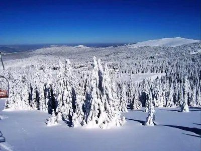 a snow covered forest of trees with a ski lift at The Nest Apartman, Župa Wellness & Spa Kopaonik in Kopaonik