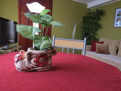 a potted plant sitting on top of a table at Apartman Bilja in Vrnjačka Banja