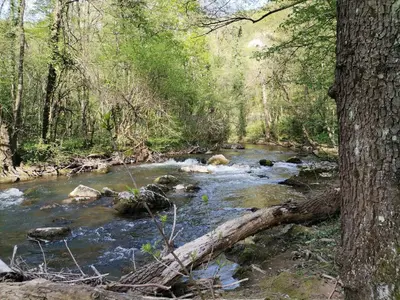 a creek with a fallen tree in the middle of a forest at Apartman ST.Nedeljkovic Sokobanja in Soko Banja