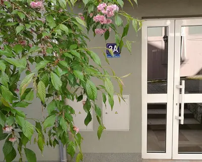 a plant with pink flowers in front of a door at LILAC Apartment in Vrnjačka Banja