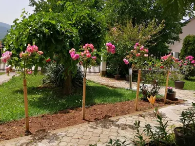 a row of pink flowers in a garden at Apartmani Tvins in Soko Banja