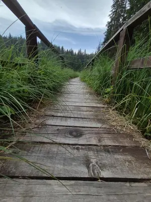 a wooden bridge over a field with tall grass at Milmari S70 Kopaonik in Kopaonik