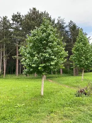 a tree in the middle of a field at Apartmani JOVANOVIC Sokobanja in Soko Banja