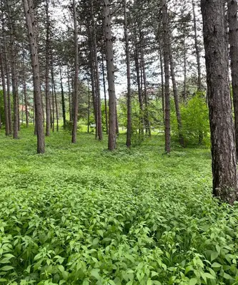 a forest filled with lots of green plants at Apartmani JOVANOVIC Sokobanja in Soko Banja
