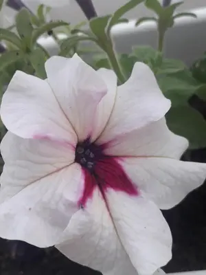 a close up of a white flower with a red center at Kutak- stan na dan in Paraćin