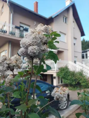 Gallery image of M Apartments in Soko Banja