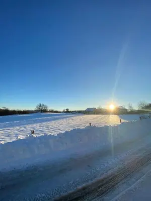 a group of animals walking in the snow at Vikendica Matić in Goč
