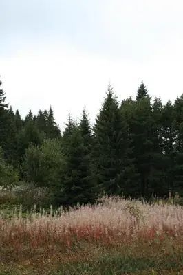 a field with tall trees in the background at Studios Šumska Kuća 2 & 3 in Kopaonik