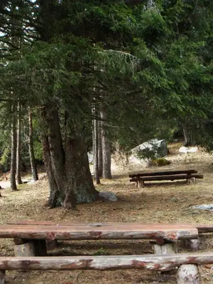 two wooden benches sitting next to a tree at Studios Šumska Kuća 1 in Kopaonik