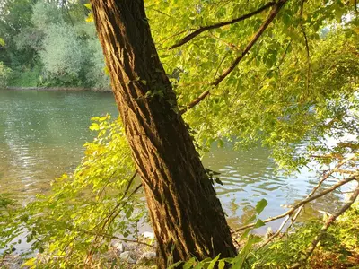 a tree in front of a river with water at Radetov konak in Ðunis
